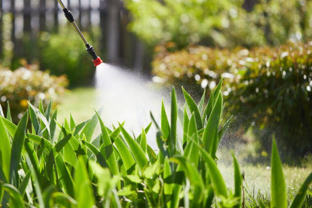 24/7 Emergency Termite Control experts in El Macero, CA